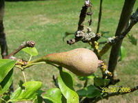 Poire 1